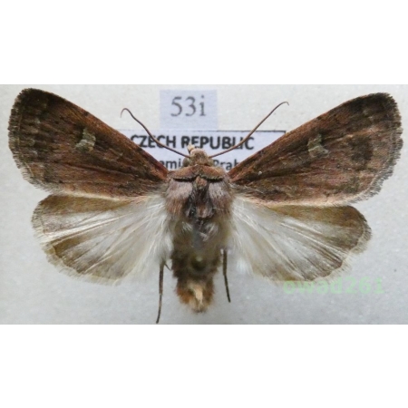 Xestia xanthographa (Denis & Schiffermüller, 1775) Rolnica znakówka Czech53i